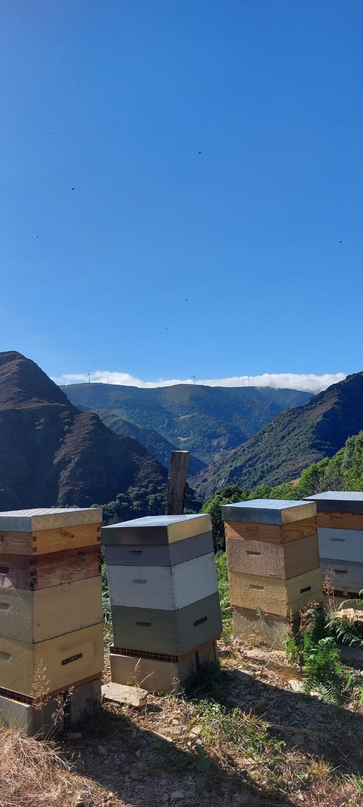 Colmenas frente a montañas
